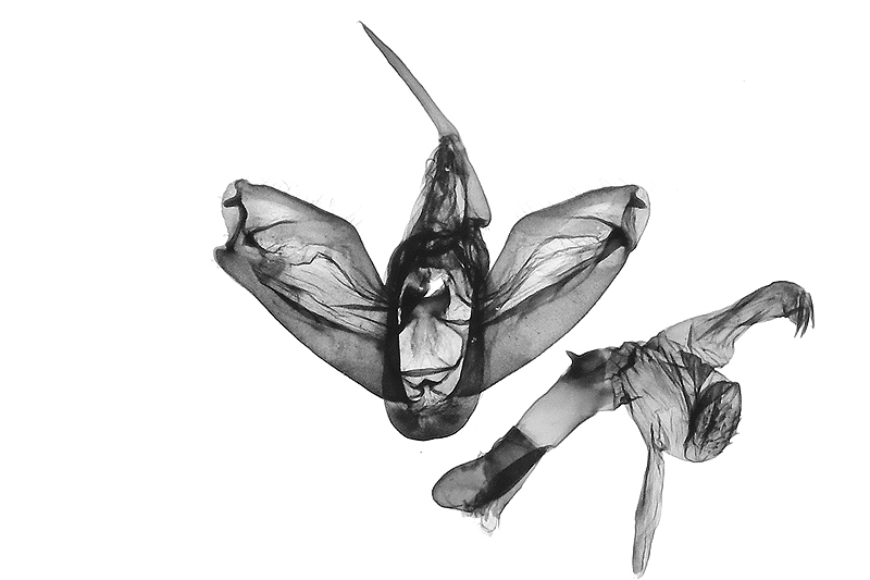 Nephelomilta sp Male